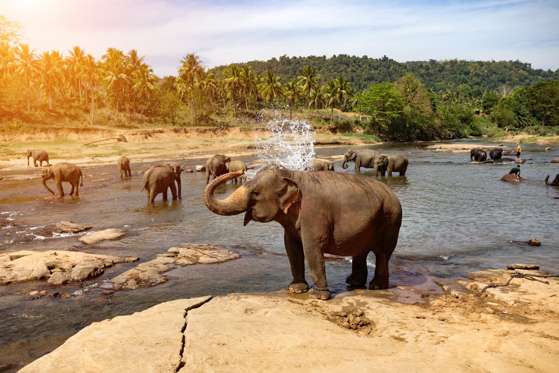 Pinnawala Elephant Orphanage - Elephants bathing in nearby river.
