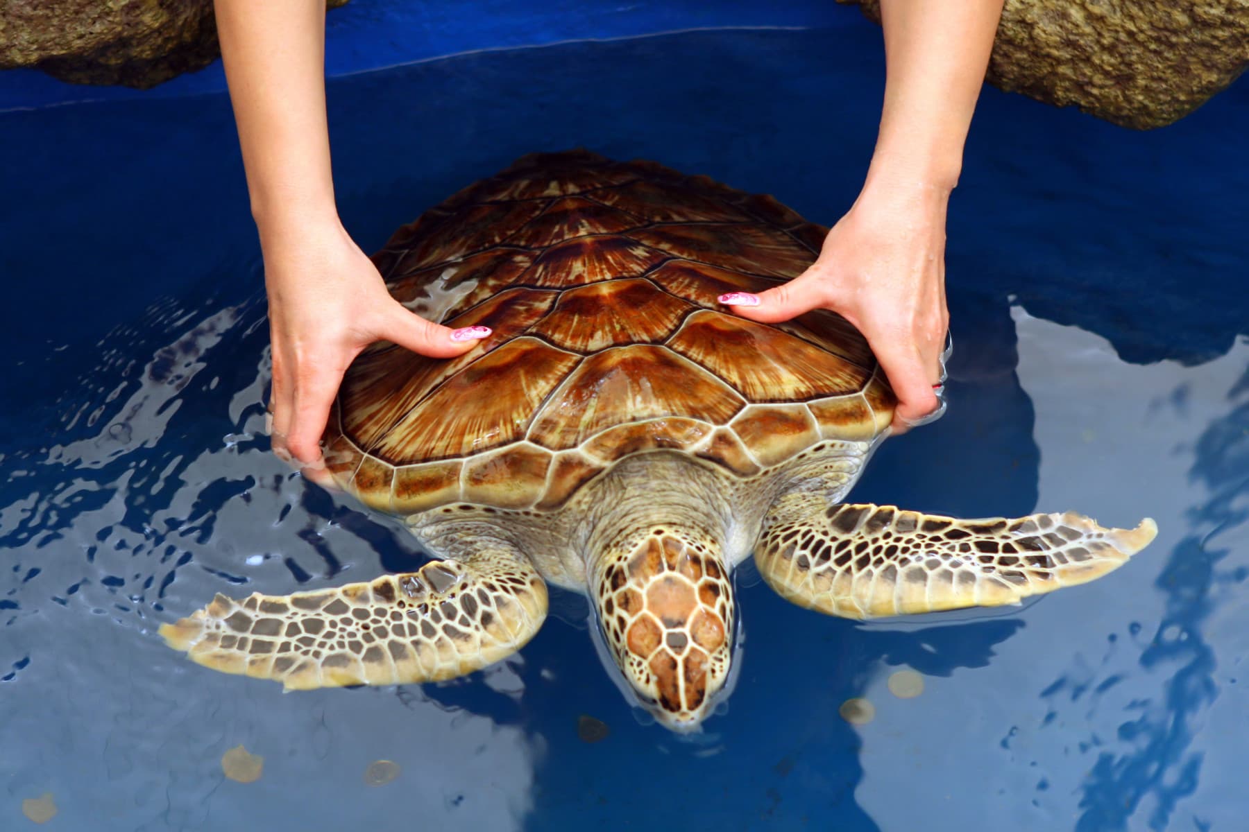 Kosgoda Sea Turgle Care